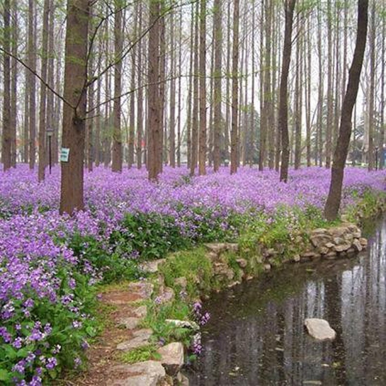 Chinese Violet Cress NEW 2021/February Orchid/Crychopragmus | Etsy
