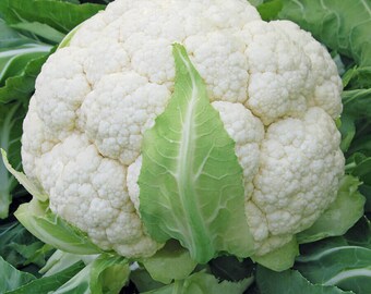 Cauliflower - Heirloom, No GMO (25 Seeds)