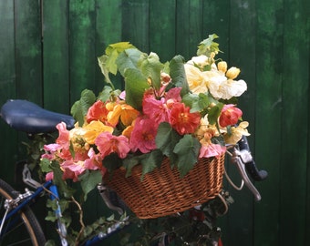 Abutilon Bella Select Mix/Flowering Maple/Luck Lantern/House Plant/Hanging Baskets/Beds/Borders/Mediterranean Gardens/Shrubs/10 seeds