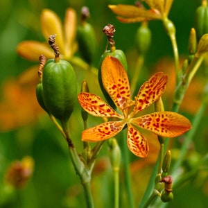 Freckle Face/Blackberry Lily/Leopard Flower,Belamcanda chinensis/Perennial/6 FT.Tall/Blooms First Year/Tropical/10 seed image 3