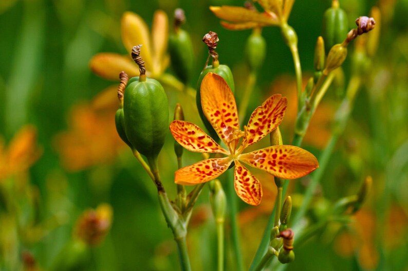 Freckle Face/Blackberry Lily/Leopard Flower,Belamcanda chinensis/Perennial/6 FT.Tall/Blooms First Year/Tropical/10 seed image 3