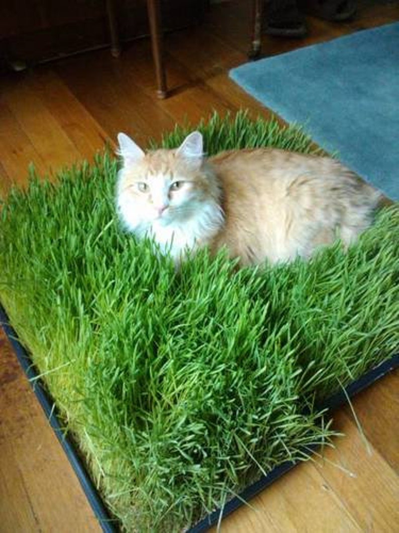 Cat Grass Nutritionist Tasty Treat/removes Furballs/pretty Fur/satisfies Craving for Grass