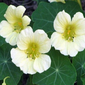 May include: Three pale yellow flowers with a five-petal design and yellow centers bloom against a backdrop of green leaves.