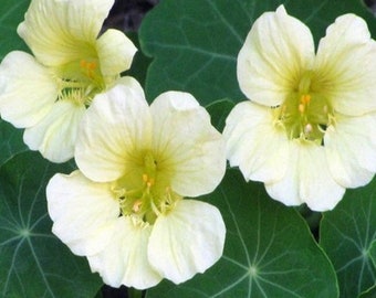 Nasturtium Yeti Creamy White Seed/Tropaeolum majus lobbianum/Very Fragrant/80 Inch Vine/10 graines