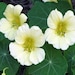 see more listings in the Fleurs Annuelles section