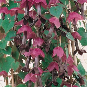 Purple Bell Vine Seed/10' Tall Climber/Privacy/Rhodochiton atrosanguineum/Hanging Basket/Perennial/Fall Planting/10 seed image 2