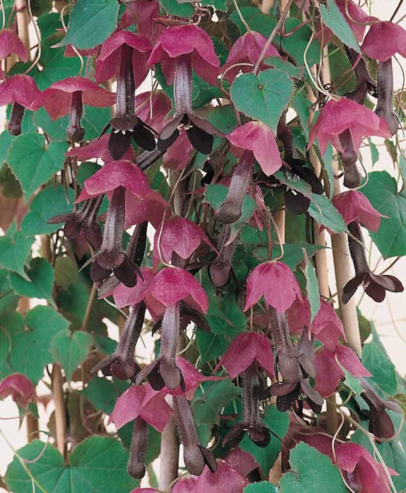 Purple Bell Vine Seed/10' Tall Climber/Privacy/Rhodochiton atrosanguineum/Hanging Basket/Perennial/Fall Planting/10 seed image 2