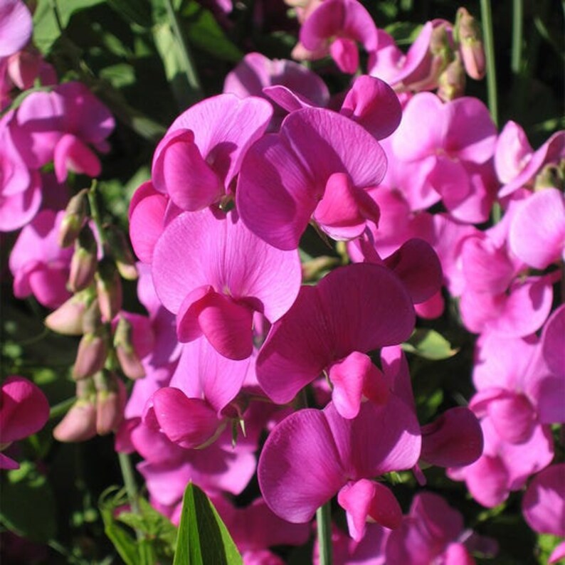 Sweet Pea Pearl Pink/Lathyrus Latifolius/Old Spice / Old Fashioned/48-60 Vine/Showy/Early Summer To Late Summer/Sow IN Fall/10 Seed afbeelding 2