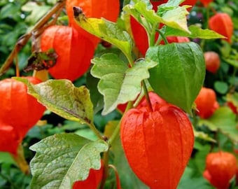 Chinese Lantern Minature/Physalis Alkekengi/Abundance Of Orange Lanterns/Perennial/Container/Fall Planting/(+/- 15 seeds/packet)