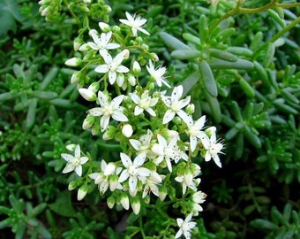 Sedum album/Stonecrop White Star/Ground Cover/Container Garden/Fairy Mermaid/On Top Dog House Roof/ 25 seed