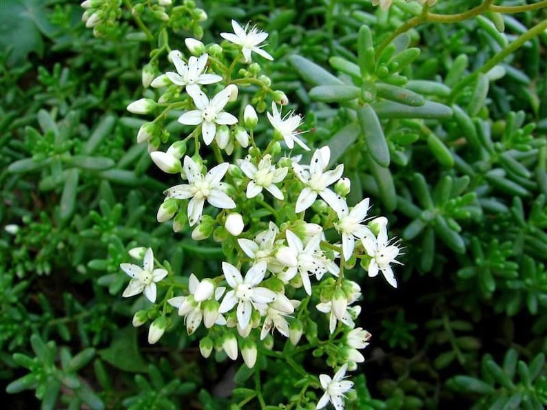 Sedum album/Stonecrop White Star/Ground Cover/Container Garden/Fairy Mermaid/On Top Dog House Roof/ 25 seed image 1