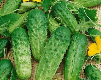 Cucumber-Pick a Bushel (25 Seeds) Heirloom No GMO