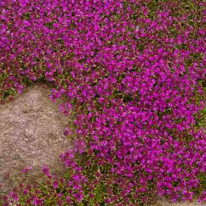 Creeping Thyme Magic Carpet Purple Thymus serpyllum/Wild Thyme/Mother of Thyme/Wholly Thyme/Dwarf Aromatic Shrub/Evergreen/25 seed image 1