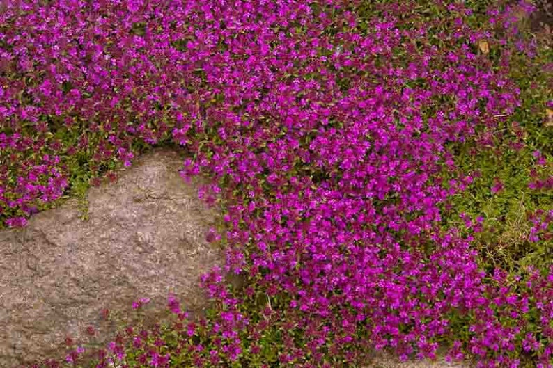 Creeping Thyme Magic Carpet Purple Thymus serpyllum/Wild Thyme/Mother of Thyme/Wholly Thyme/Dwarf Aromatic Shrub/Evergreen/25 seed image 1