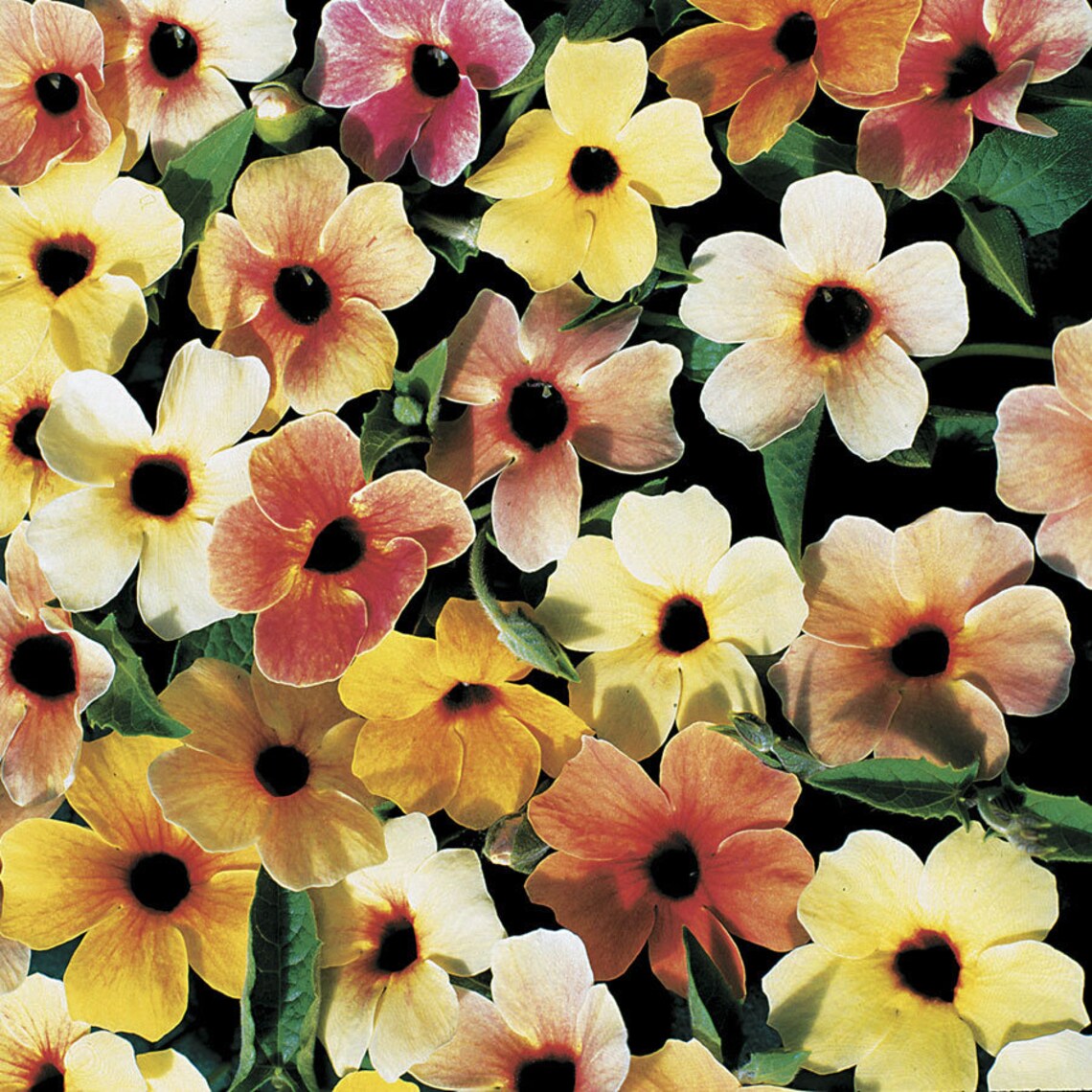 Black Eyed Susan Vine Blushing Susie RED Seeds Etsy