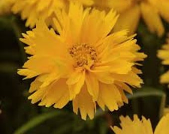 Coreopsis Double The Sun, Professional Grower, Perennial,  Greenhouse, SHAKERS NC, Wholesale  50 seeds