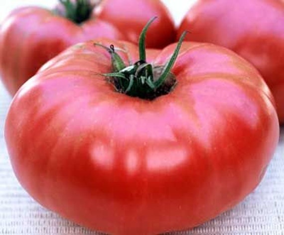 Tomato Brandywine Sudduth's Strain Seed/heirloom/2 Lb Rich Flavor