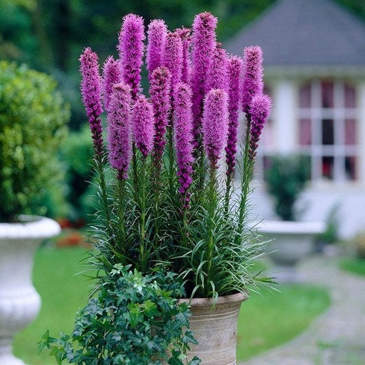 Floristan Violet Blazing Star
