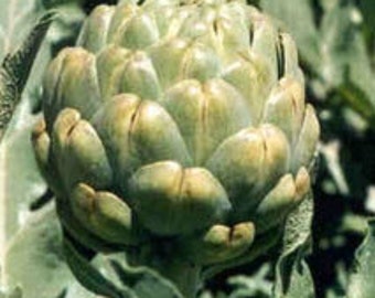 Artichoke Green Globe/Organic/Non GMO/Heirloom/Start Your Collection Now For Your Seed Bank/5+Yrs/Spring Planting