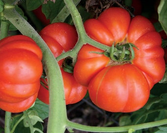 Tomato Mortgage Lifter Heirloom Non-GMO (25 Seeds)