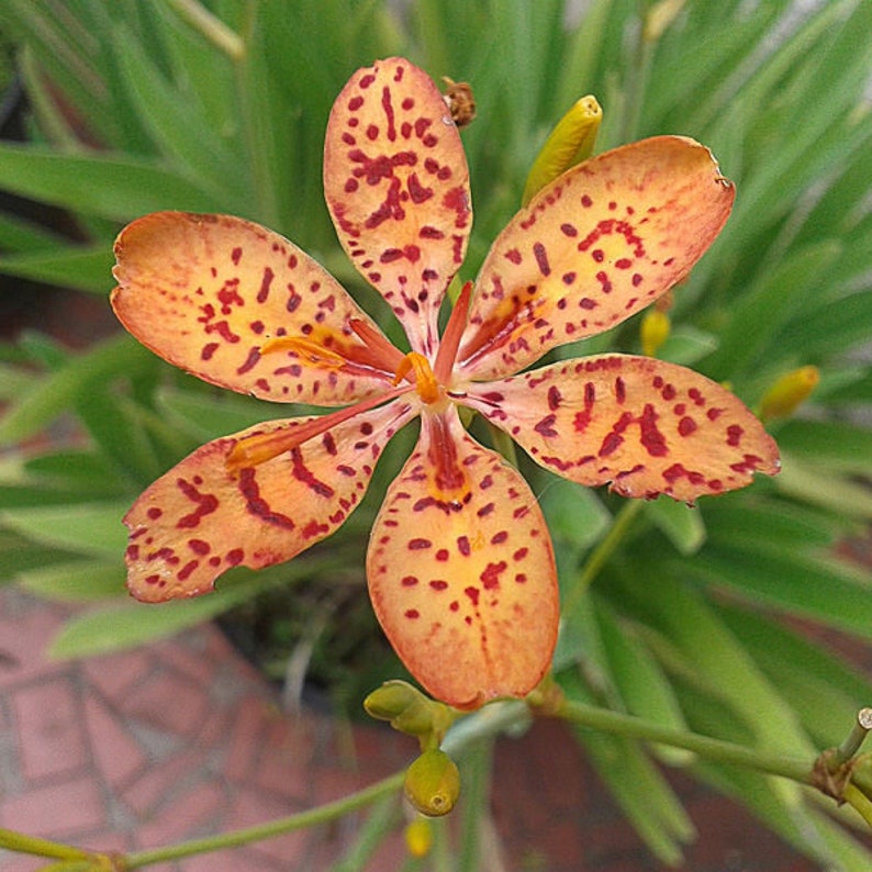 Freckle Face/Blackberry Lily/Leopard Flower,Belamcanda chinensis/Perennial/6 FT.Tall/Blooms First Year/Tropical/10 seed image 2