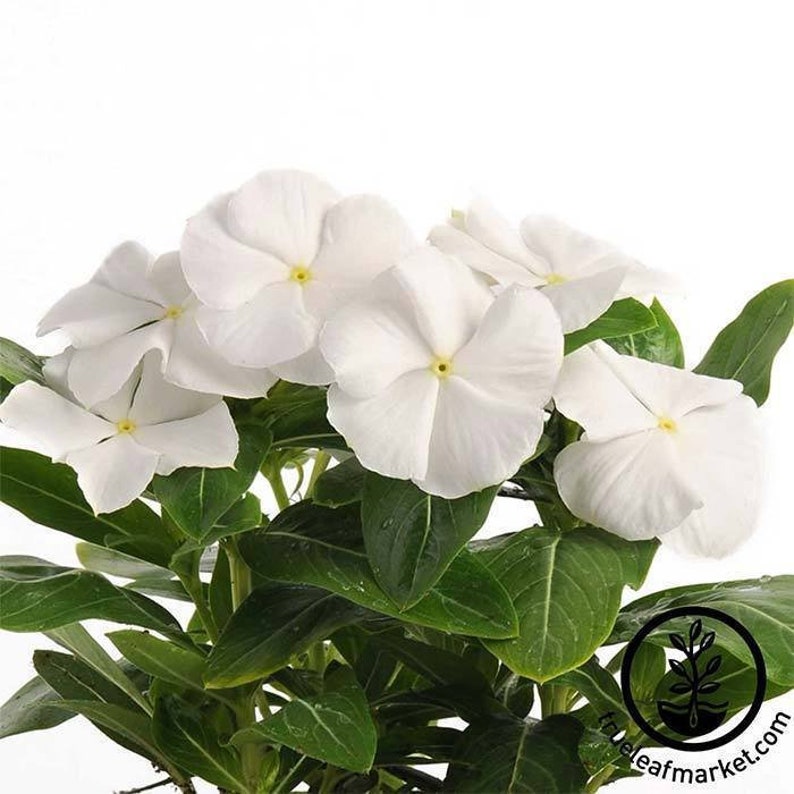 Vinca Cascading White/hanging Baskets/annual/attracts Etsy