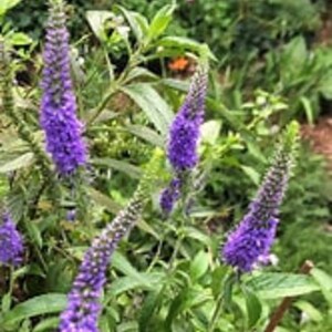 Veronica Spicata Rosea or Blue: Colorful Spikes of Flowers 10 Seeds image 2