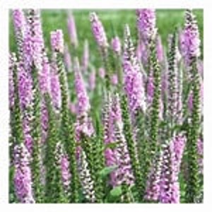 Veronica Spicata Rosea or Blue: Colorful Spikes of Flowers 10 Seeds image 3