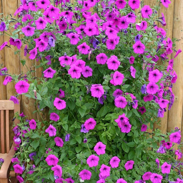 Petunia Tickled Pink Vine 72"/Unique, Gorgeous flowers, heavy blooms, border, rock garden, easy to grow, hanging basket. (10 Seeds)