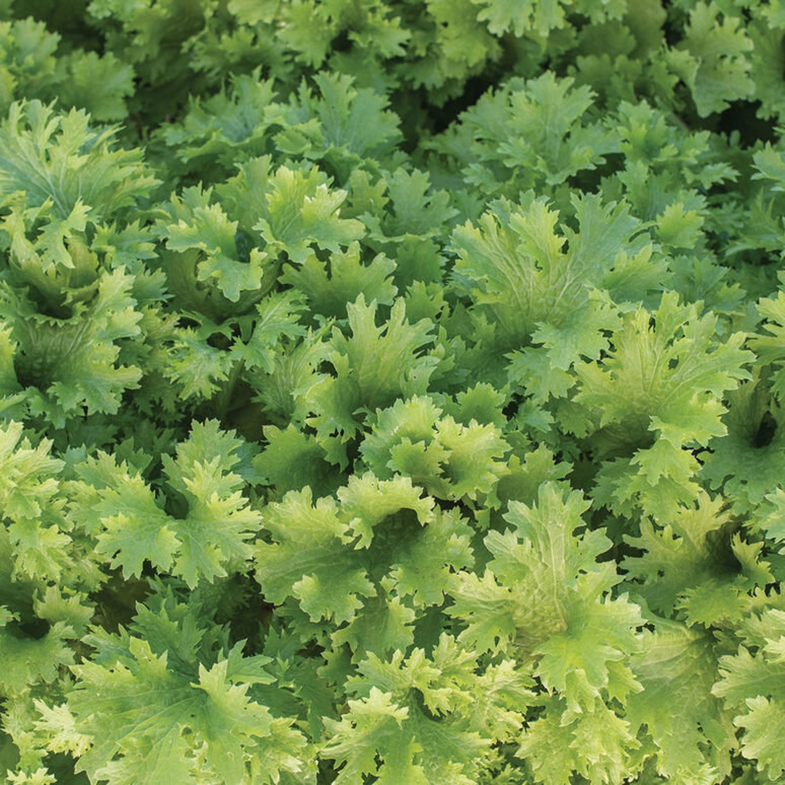 Mustard Wasabi Greens Seed/nongmo/tender/lofty/mild Flavor Etsy