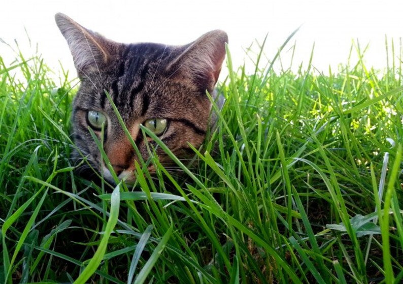 Cat Grass Nutritionist Tasty Treat/removes Furballs/pretty Fur/satisfies Craving for Grass