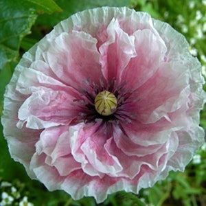 Shirley Poppy 'Amazing Grey' Papaver rhoeas/Sultry Smoky Shades Silver Purple Grey Hue/Vigorous Free Flowing/Great Weddings/Events/Cut/25 image 3