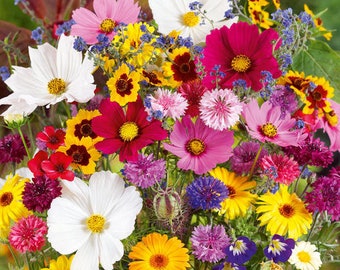 Country Garden Flower Seed Mix/ 7 Species of Cosmos/Convolvulus/Coreopsis/Calendula/Nigella/Chrysanthemum/Linum/20+  Seed