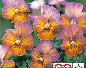 Viola Gem Antique Apricot - Absolutely Beautiful Flowers: Violet, Peach  (20 Seeds)
