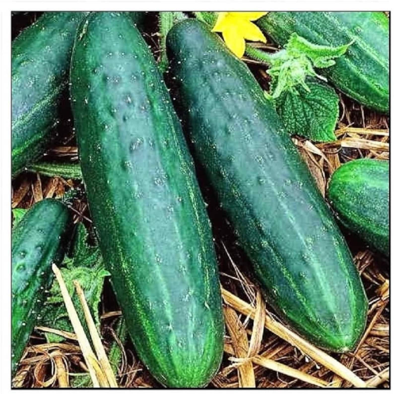 Cucumbers Spacemaster 80 Bush 25 Seeds Heirloom No GMO Etsy