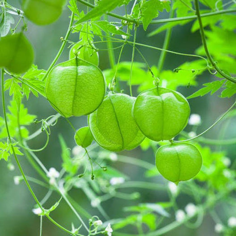 Love In The Puff/Balloon Vine/Cardiospermum halicacabum/ Heartseed/10 Ft./Annual-Perennial/Fast Grower/Privacy/Shade/Fence/Patio/10 seed image 1