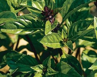 Basil Cinnamon Bouquet Ocimum Basilicum, 50 seed