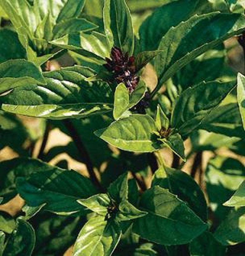 Basil Cinnamon Bouquet Ocimum Basilicum, 50 seed image 1