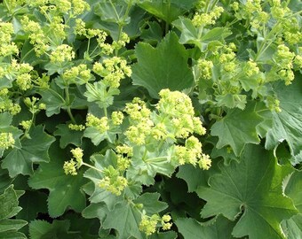 Alchemilla Millis Irish Silk-, Charteuse Yellow Flowers, 25 seed