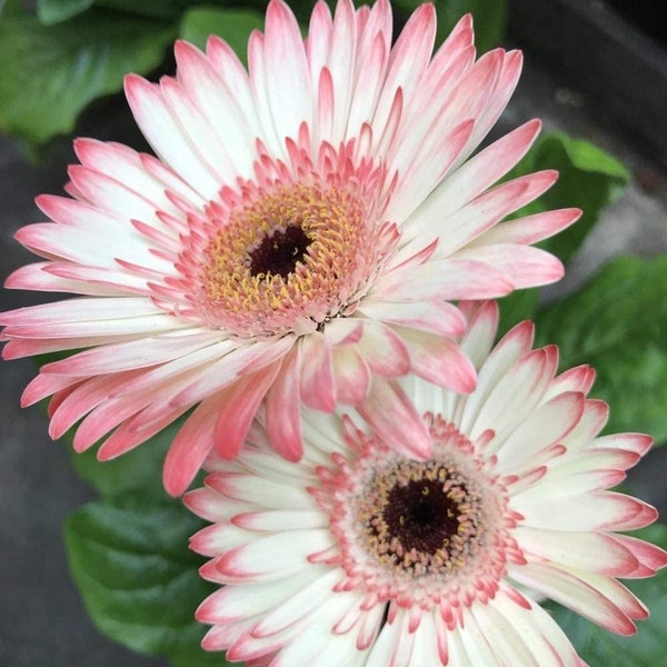Gerbera Daisy Seed Mix - Pink Hues, Light Colors w/Yellow Hint Garden Delight, Sturdy Plants (10 Seeds)