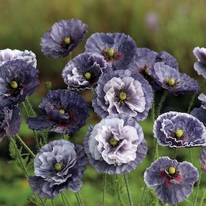 Shirley Poppy 'Amazing Grey' Papaver rhoeas/Sultry Smoky Shades Silver Purple Grey Hue/Vigorous Free Flowing/Great Weddings/Events/Cut/25 image 1