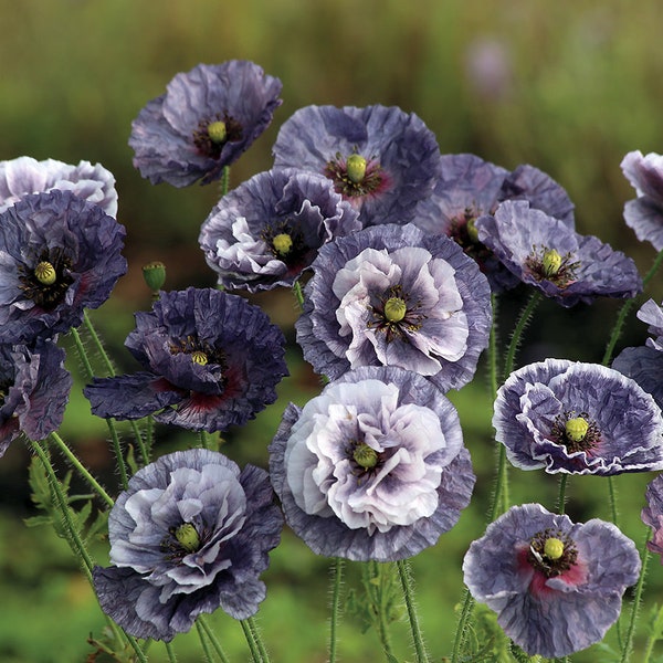 Shirley Poppy 'Amazing Grey' Papaver rhoeas/Sultry Smoky Shades Silver Purple Grey Hue/Vigorous Free Flowing/Great Weddings/Events/Cut/25