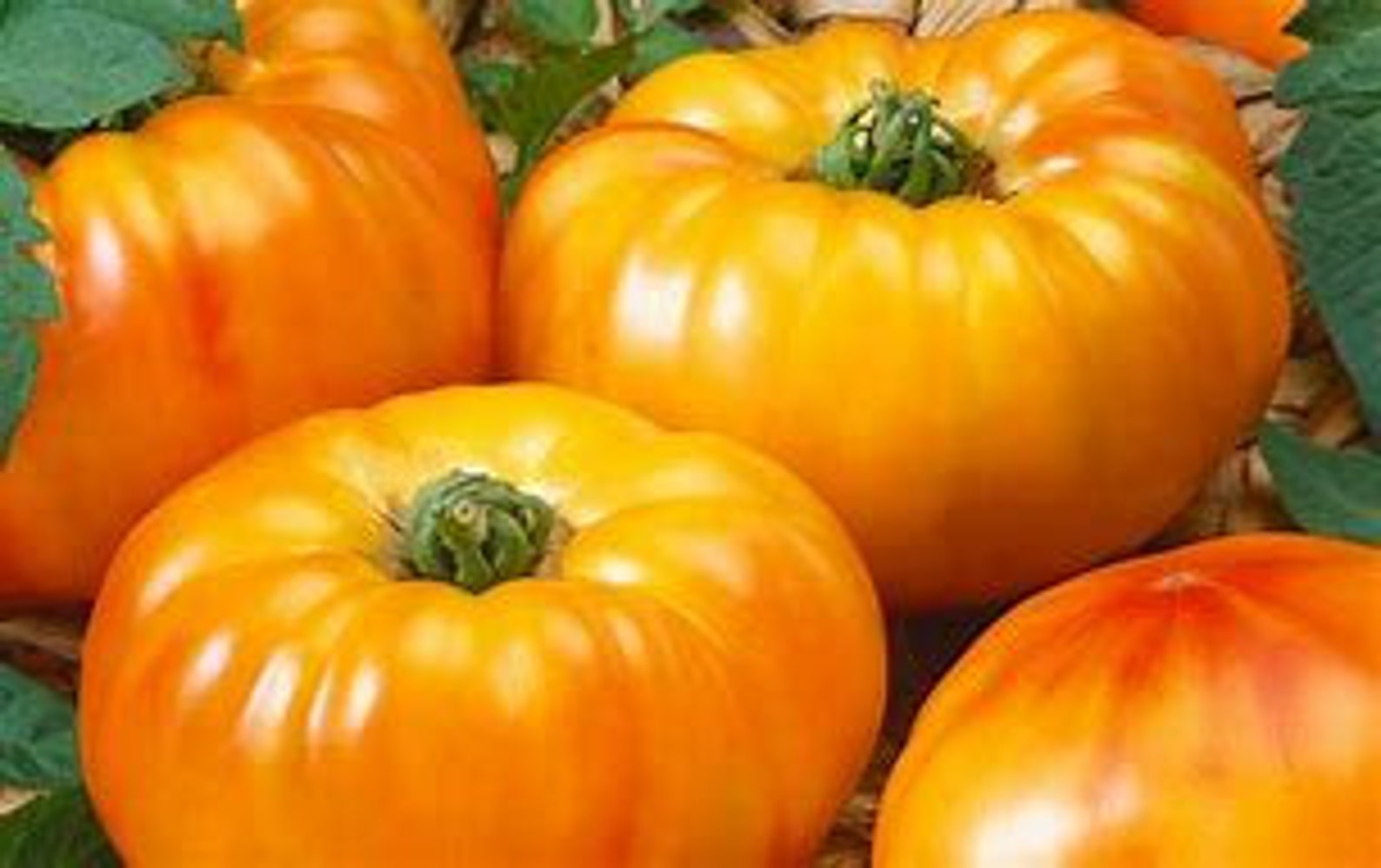 Tomato Chefs Choice Bicolor lycopersicon Esculentum Heirloom Non GMO 25 Seeds Etsy