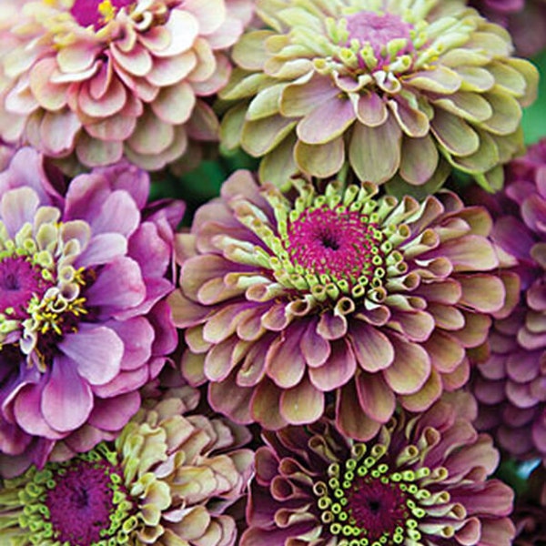 Zinnia Queen Red Lime/Exotic Unusual BiColor 40" Tall/2 1/2 -3" Flowers/Maroon Red Petals With Lime Green/+/- 10  seed