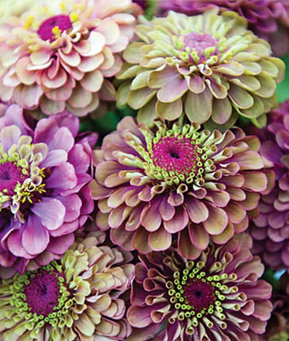 Zinnia Queen Red Lime/exotic Unusual Bicolor 40