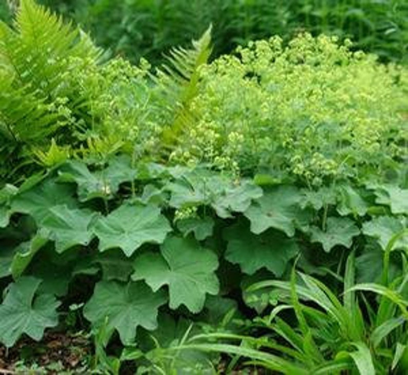 Alchemilla Millis Irish Silk Charteuse Yellow Flowers 25 Etsy