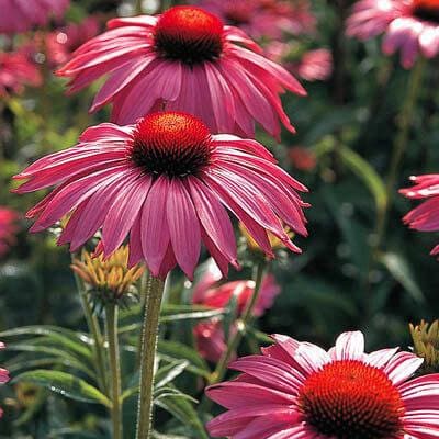 Echinacea Primadonna Deep Rose, Cottage, Wildflower, Bold Colors