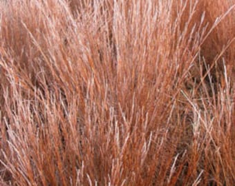 Ornamental Grass:  Andropogon Scoparius Blaze - Eye Catching (25 Seeds)