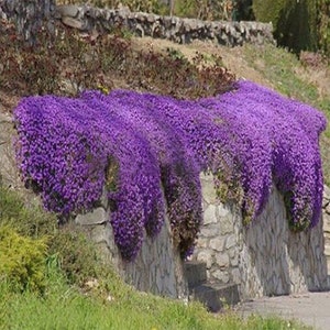 Aubrieta Cascade Purple Trailing habit for Hanging Baskets-8" Mound Extra Large Flowers - 25 seed