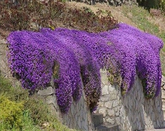 Aubrieta Cascade Purple Trailing habit for Hanging Baskets-8" Mound Extra Large Flowers - 25 seed